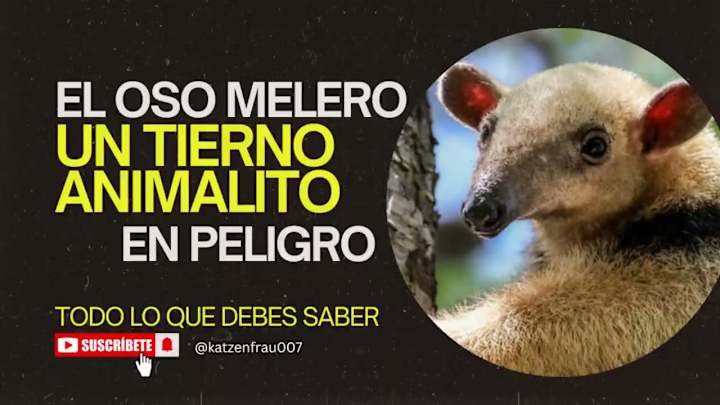 Cover image for Para Gente Ocupada - EL OSO MELERO o Tamandúa: un tierno animal…