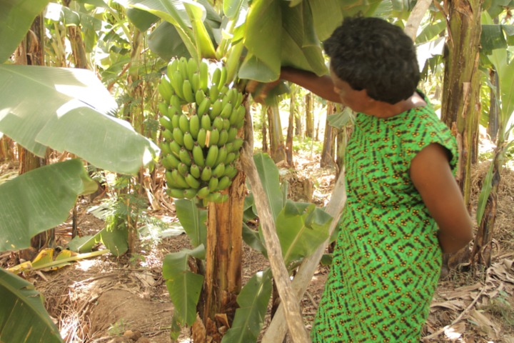 Cover image for Climate change resilience