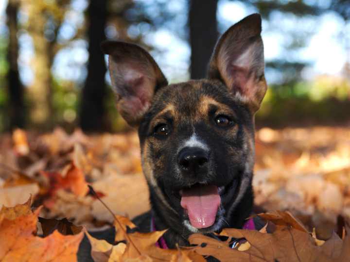 Cover image for Digital and Film Portraits of Your Furriest Family Members