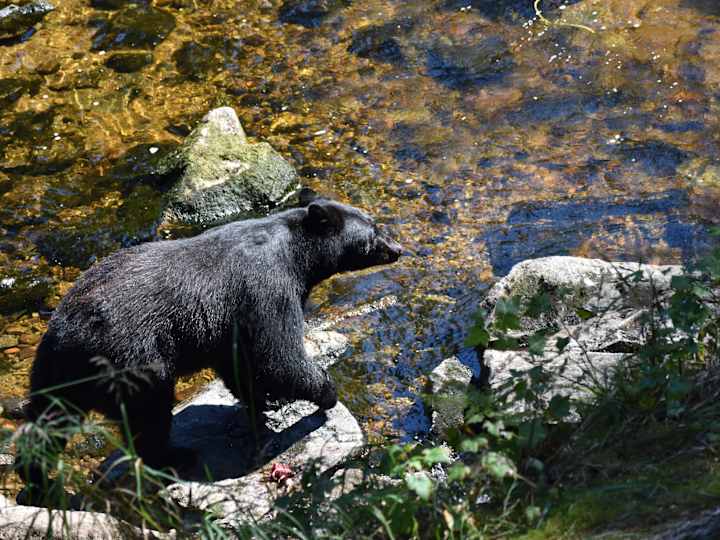 Cover image for Behind the Lens: In Alaska, Wrangell’s Alluring Black Bears - D…