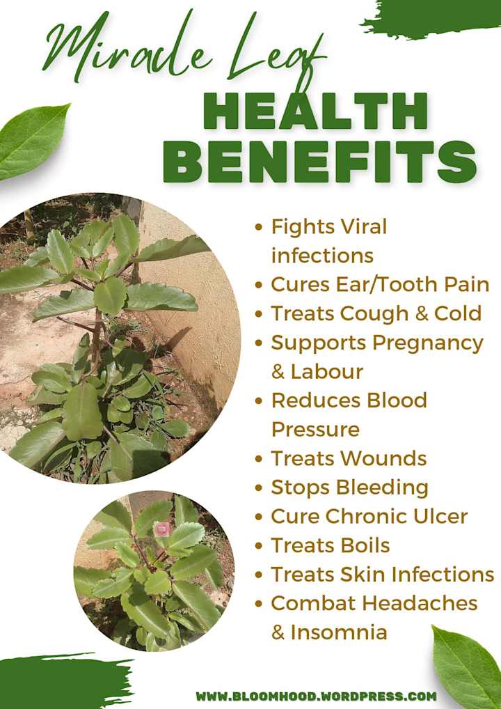 Cover image for What do you know about this plant