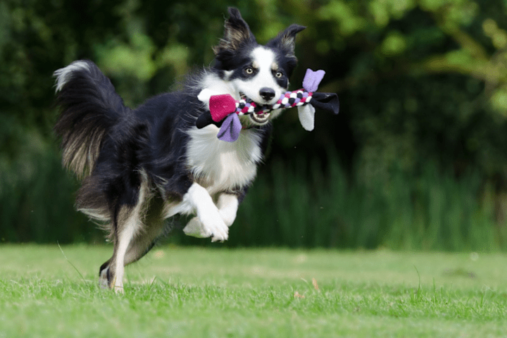 Cover image for Wagging Tails Pet Resort
