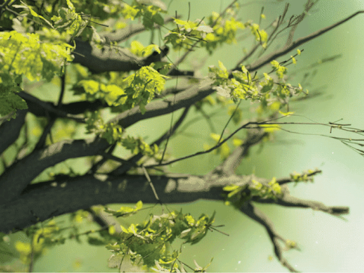 Cover image for Brand Identity Overhaul for a Dynamic Agroforestry Project