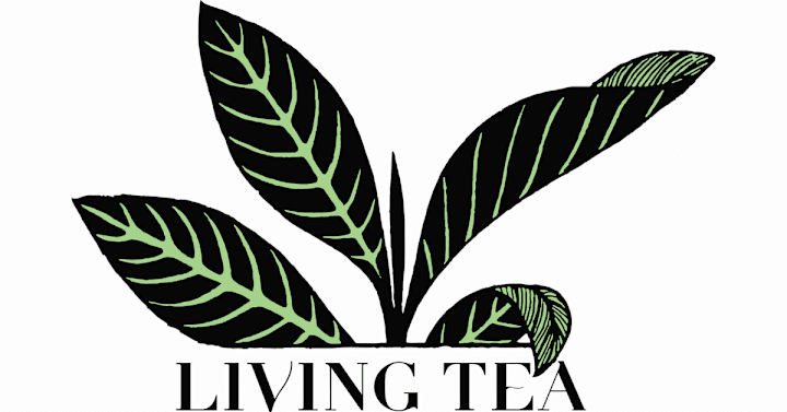 Cover image for Rare and Living Teas, Fine Pots and Wares, A Space to Be Brewed