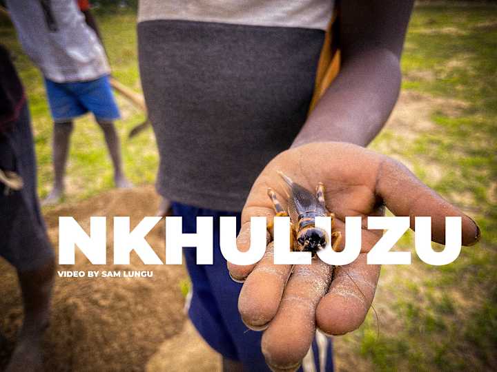Cover image for Nkhuluzu(Crickets) on Behance