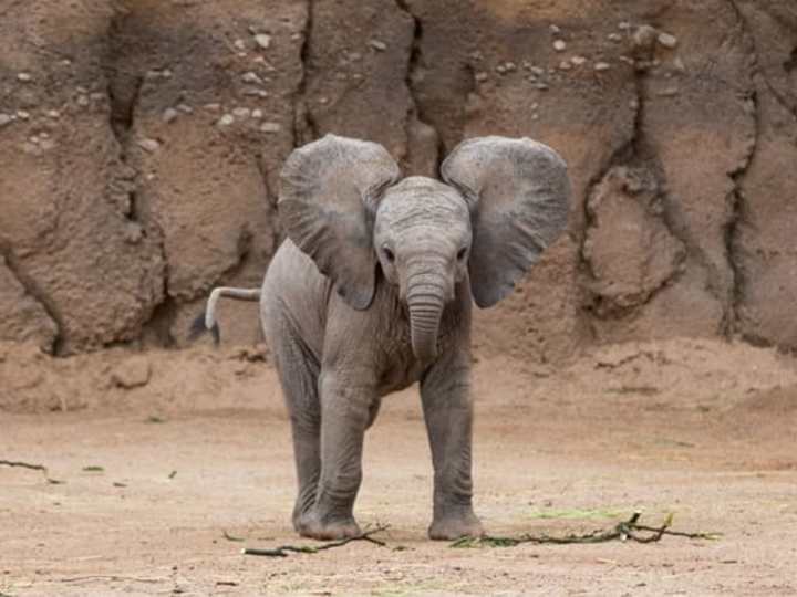 Cover image for Elephants of Kilimanjaro Documentary Clip