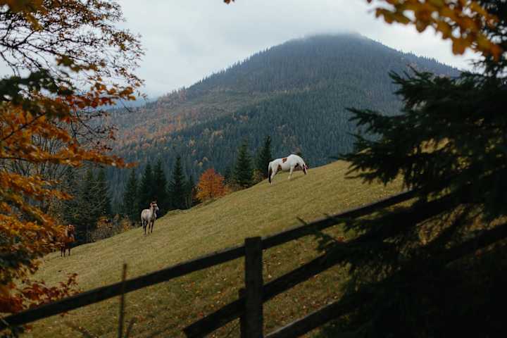 Cover image for Should I Feed My Horse Vitamin E This Winter?