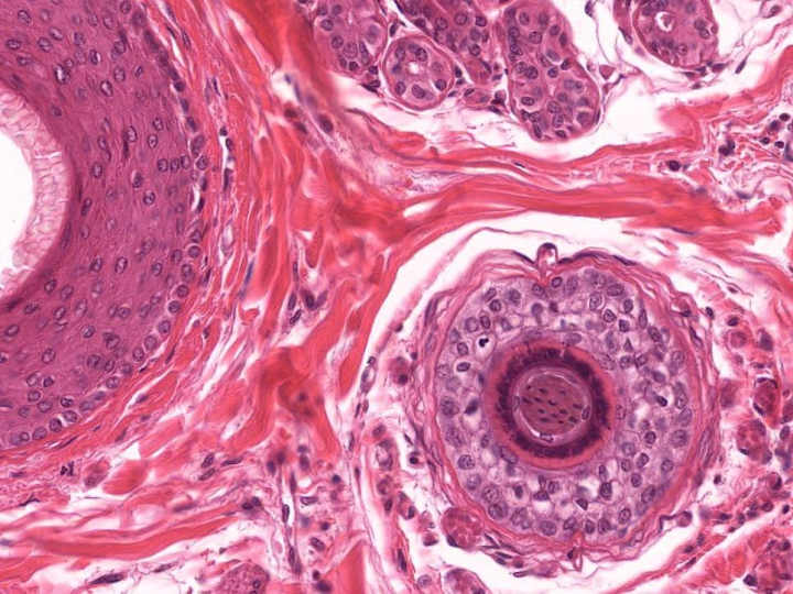 Cover image for Histología y Correlación Fisiológica Aplicada