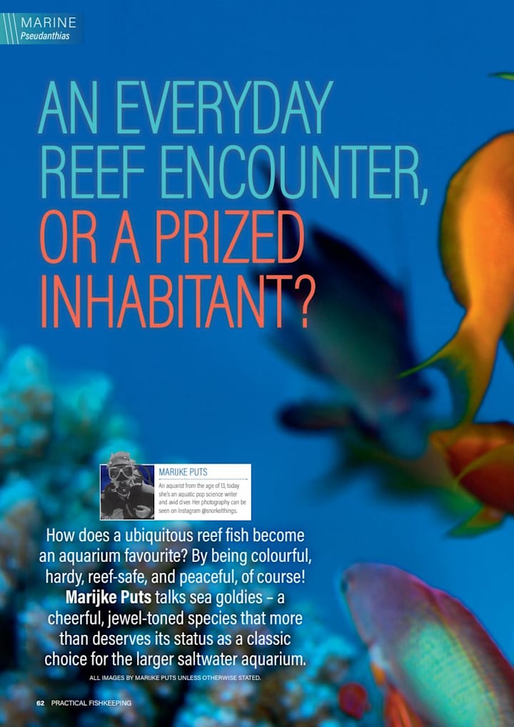 Cover image for Regular Contributor at Practical Fishkeeping