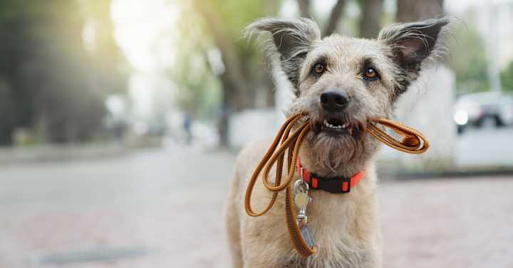 Cover image for Top 10 items every dog owner needs | KSL.com