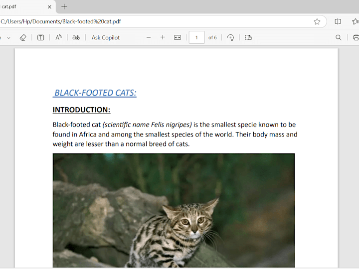 Cover image for Black-Footed cat