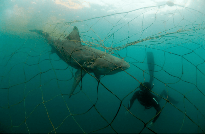 Cover image for Explainer Article - The Unforeseen Hero of The Ocean