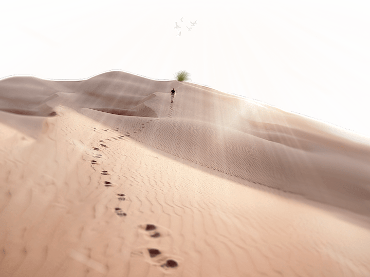 Cover image for DUNES BOISÉES