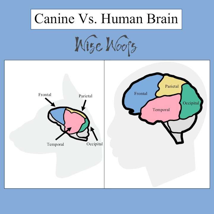 Cover image for Canine Vs. Human Brain Infographic