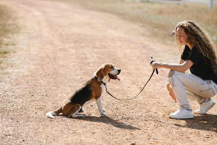 Cover image for Take your pal to the Best Friends Animal Society's Strut Your M…