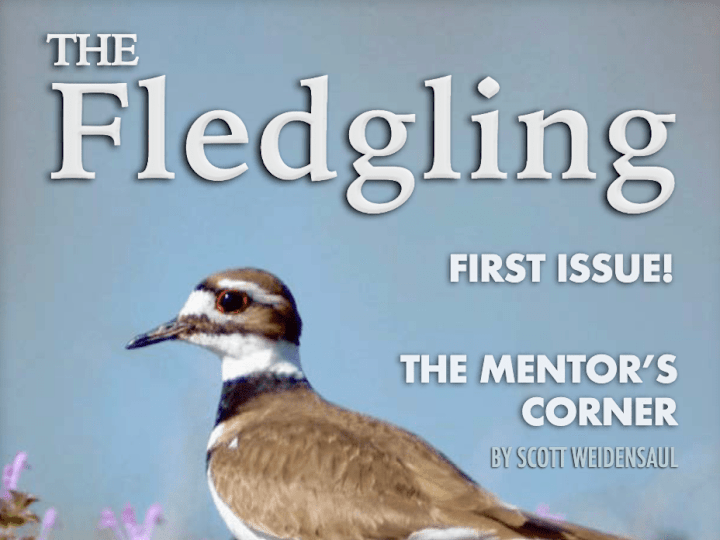 Cover image for Magazine Layout for American Birding Association