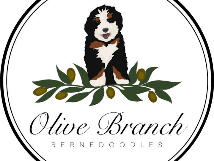 Cover image for Olive Branch Bernedoodles: website copy + email marketing