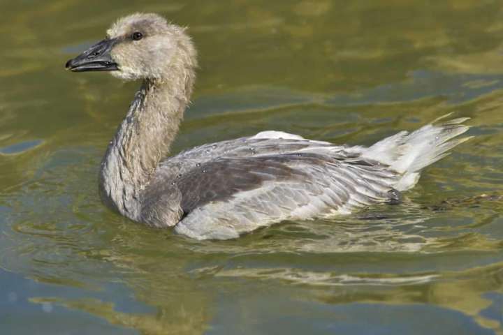 Cover image for What You Need to Know About Every Type of Geese