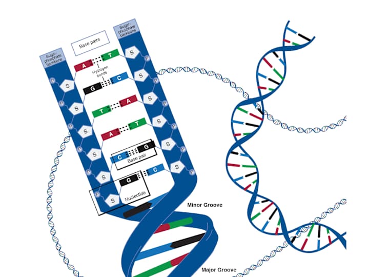 Cover image for DNA and RNA for Students
