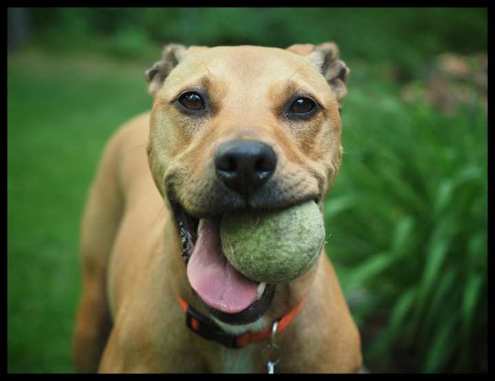 Cover image for Rescue Pup Ribeye Receives 200 Tennis Balls