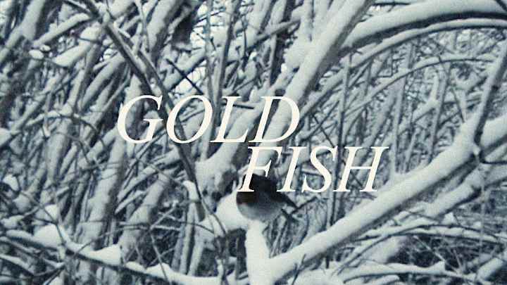 Cover image for Goldfish - Jane Remover (Music Video)