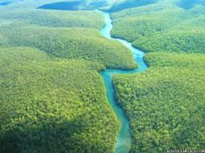Cover image for A Article to Amazon Forest 