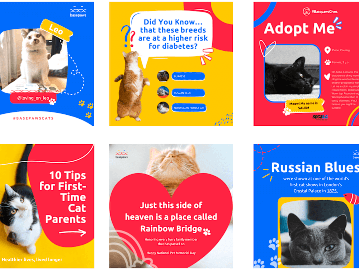 Cover image for IG Feed for a cat product
