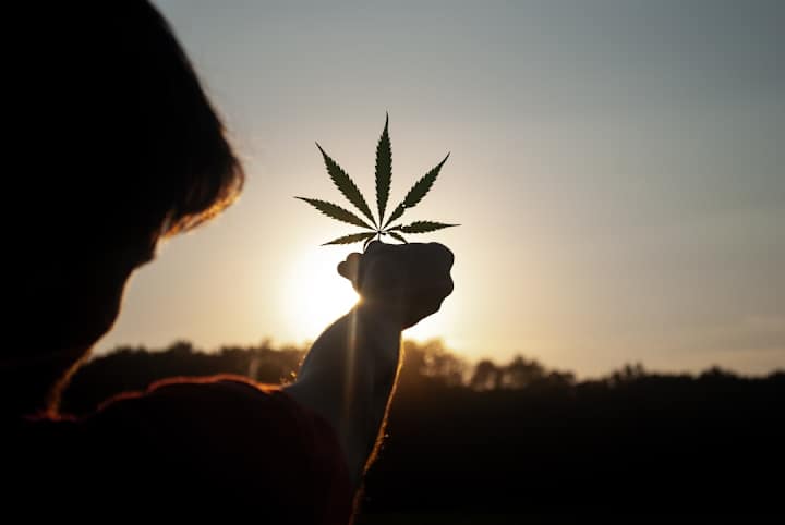 Cover image for A Surprising Health Benefit of Cannabis