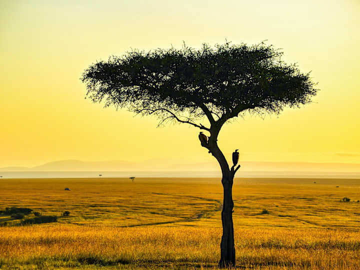 Cover image for A web app for marketing land on sale.