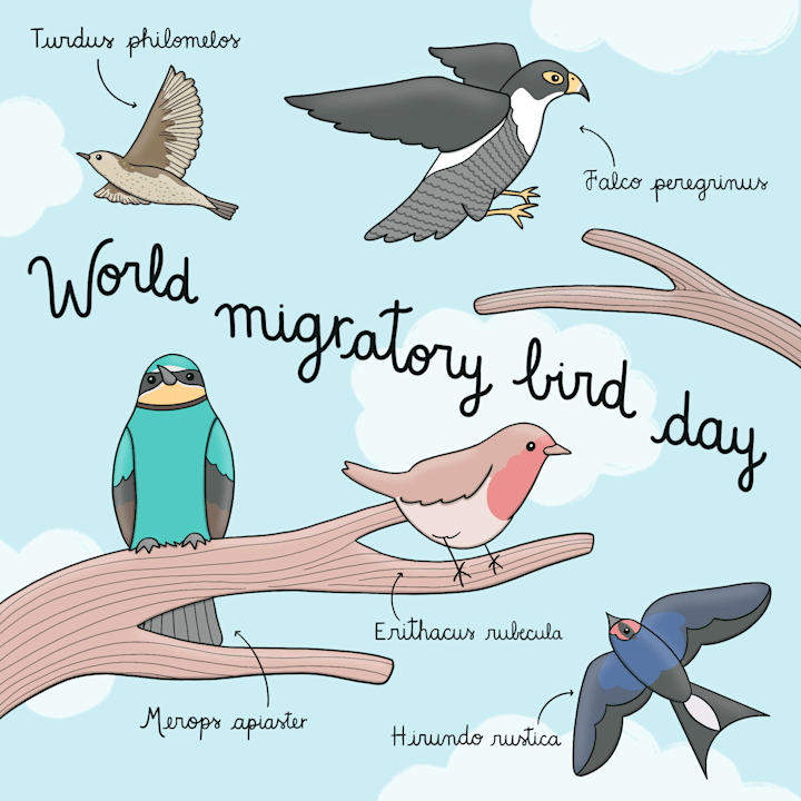 Cover image for World migratory day - Social media illu for UNDP