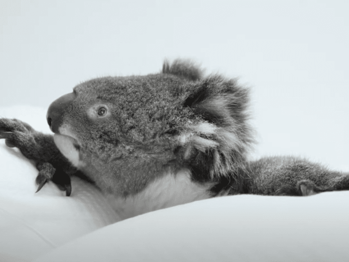 Cover image for Genero - Koala Case Study