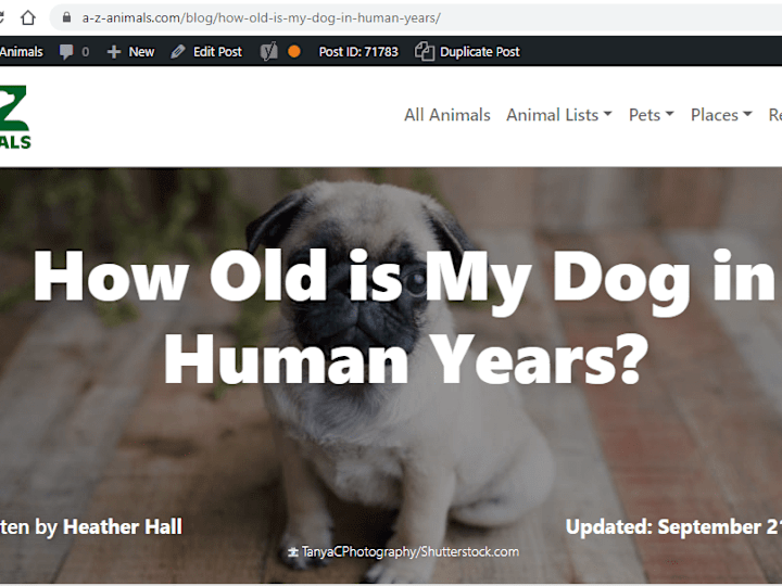 Cover image for How Old is My Dog in Human Years?