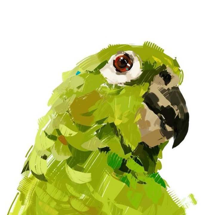 Cover image for Parrot Illustration