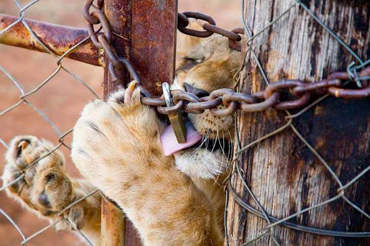Cover image for Ending Lion Breeding in South Africa