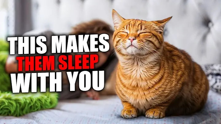 Cover image for The ACTUAL 8 REASONS Why Your Cat SLEEPS With YOU - YouTube