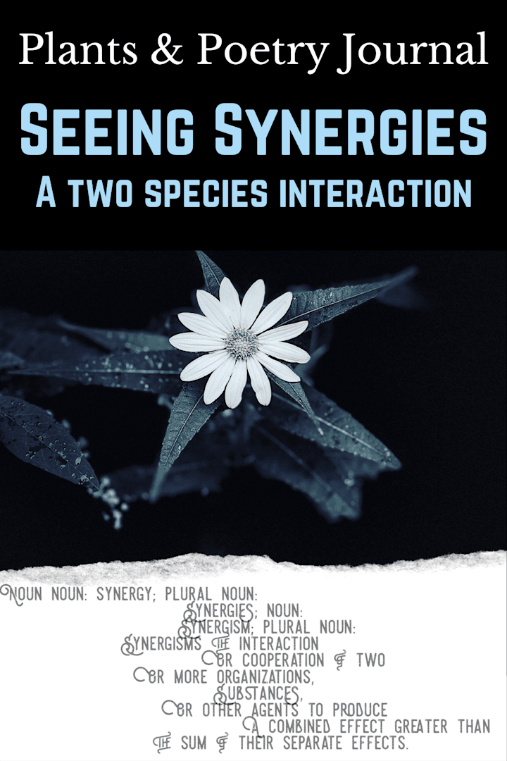 Cover image for Seeing Synergies, A Two Species Interaction