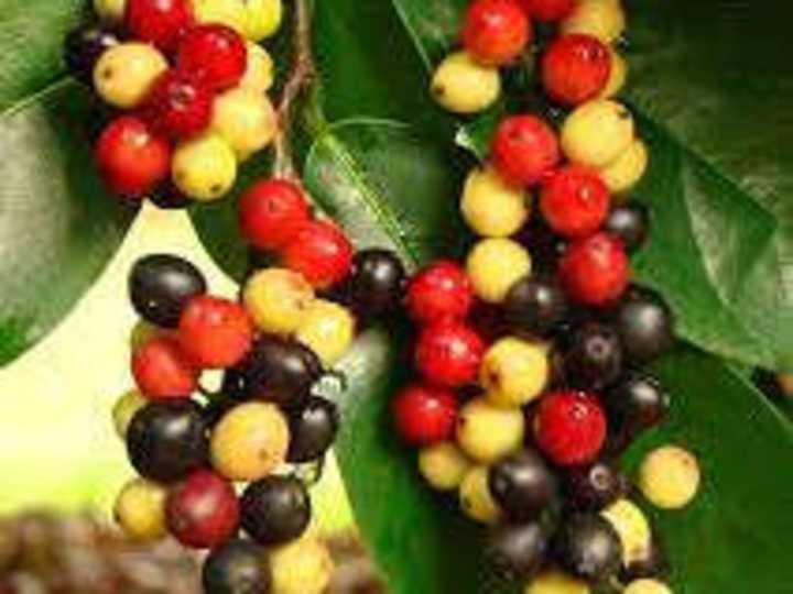Cover image for Bignay (Antidesma bunius) Plant Extract Tablet as a Coagulant