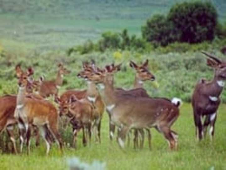 Cover image for wild animals in Ethiopia