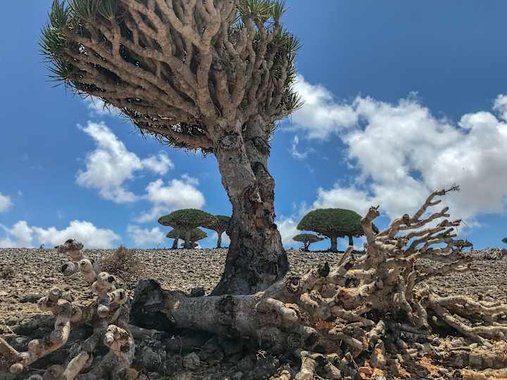 Cover image for Will the Dragon's Blood Tree Soon Become the Stuff of Legends?