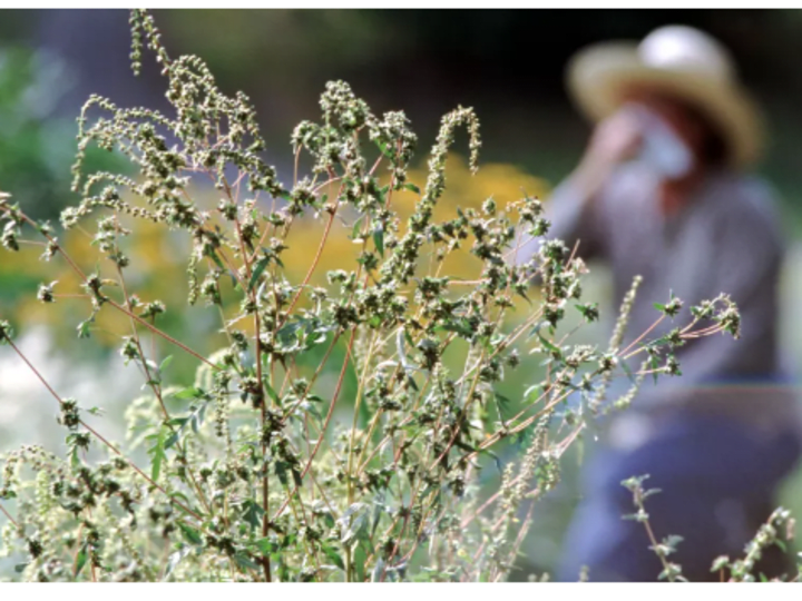 Cover image for 9 allergy season symptoms