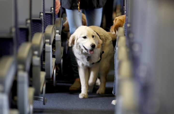 Cover image for Flying With Fido: Jet Setting With Your Pet