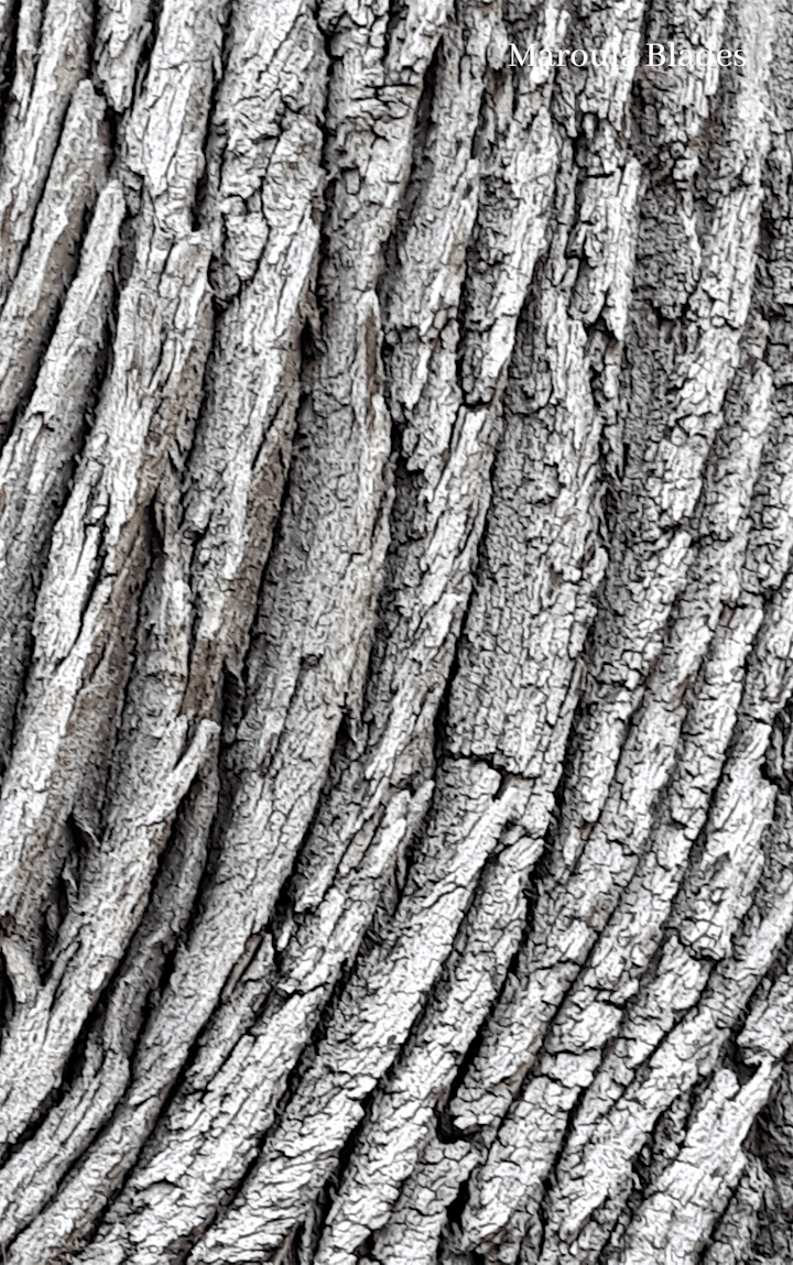 Cover image for FIFTH ISSUE: OCTOBER — plants & poetry