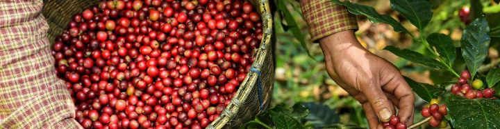 Cover image for Exploring the Benefits of Direct Trade Coffee