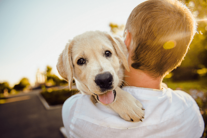 Cover image for The Benefits of Pet Assisted Therapy: Everything You Need to Kn…