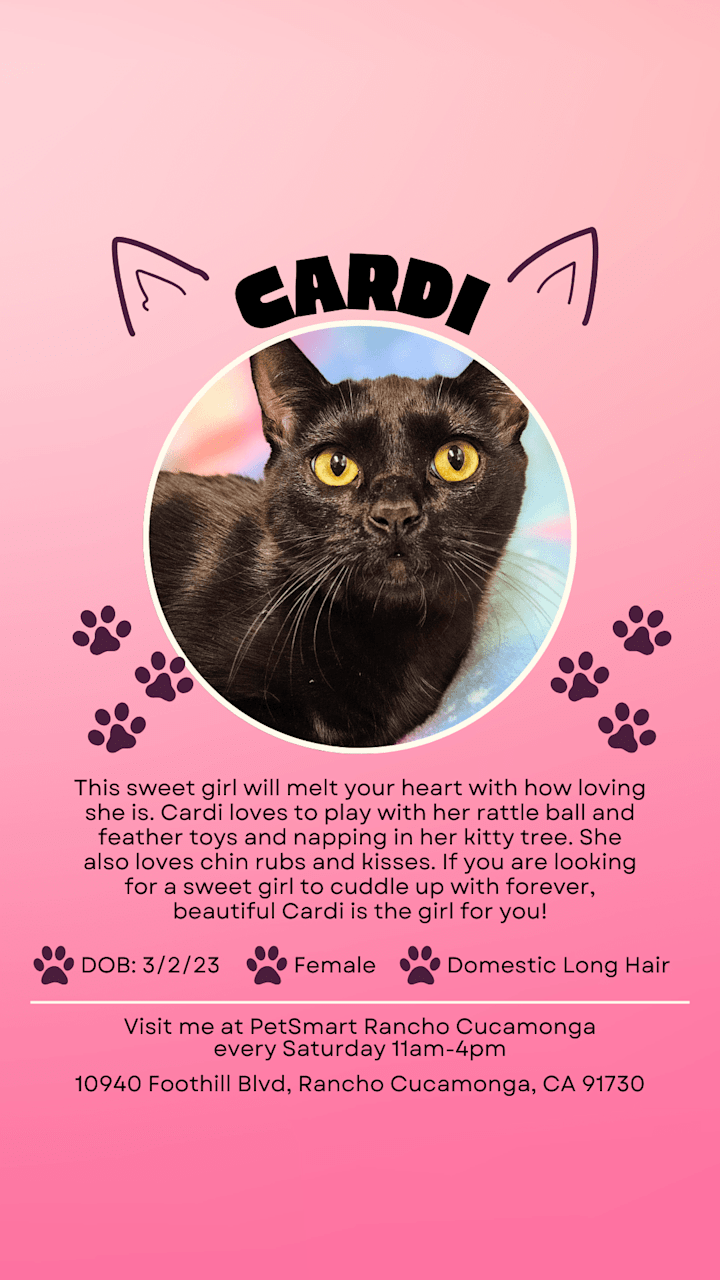 Cover image for Story Posts for Cats In Need Rancho Cucamonga