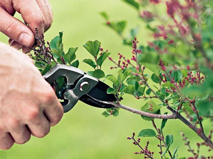 Cover image for Blog Post Writing: All you need to know about fruit tree pruning