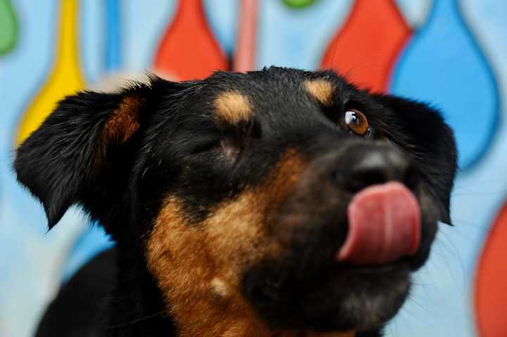 Cover image for Rainy Day Dog Portraits