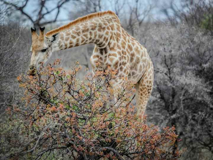 Cover image for  How to Enjoy Short Trips for Nature Lovers