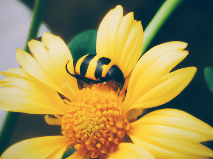Cover image for Photo Editor