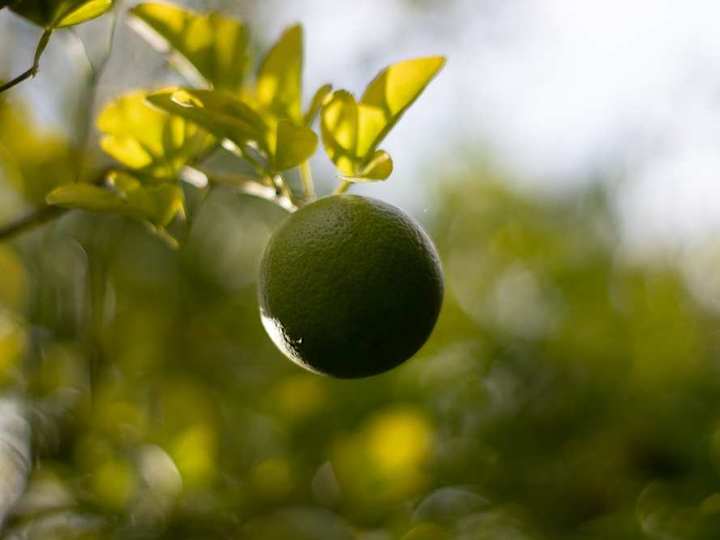 Cover image for Nature Photography